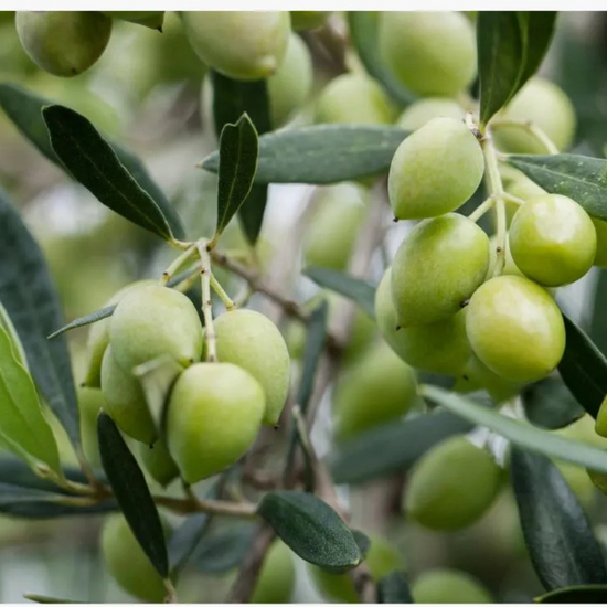 Lia Estate Extra Virgin Olive Oil (500mL)